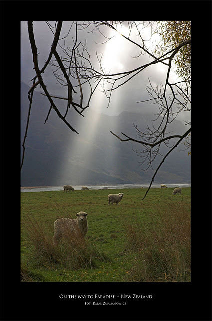 Nowa Zelandia zdjęcie: Nowa Zelandia. Strzyżenie owiec na olimpiadzie?