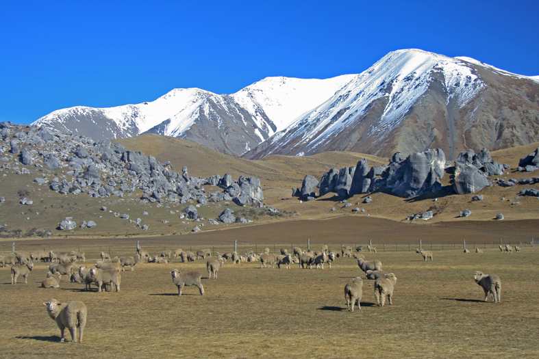 W NZ częściej można spotkać owce niż ludzi