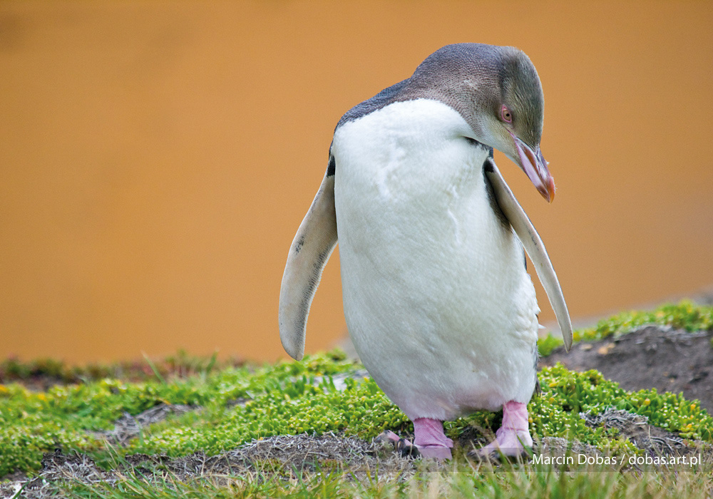 Pingwin Żółtooki