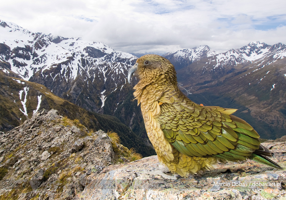 Kea - górska papuga