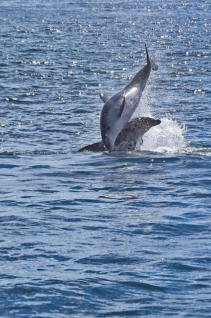Delfiny w Bay of Islands